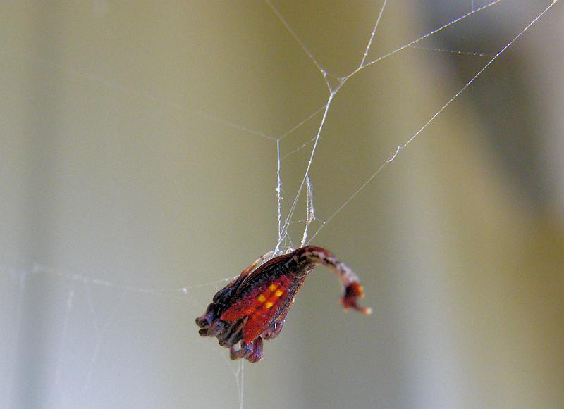 Arachnura_higginsi_D5960_Z_88_Donnelly River_Australie.jpg